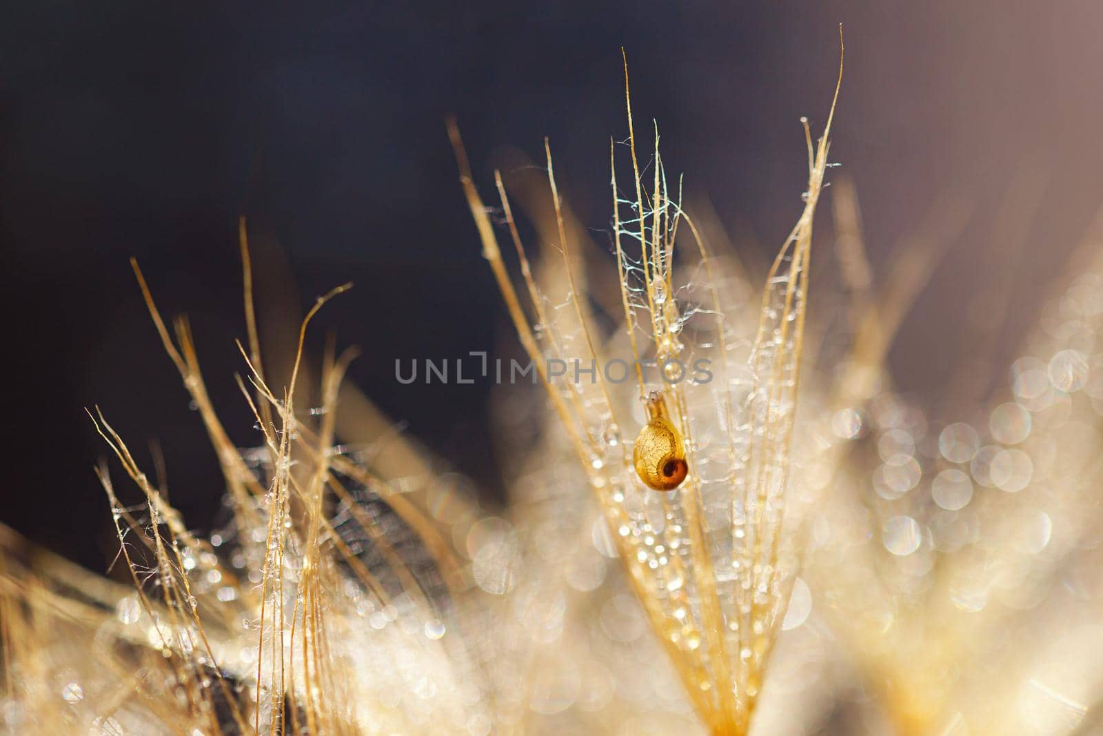 Little snail on dandelion flower. Nature background with dandelion.