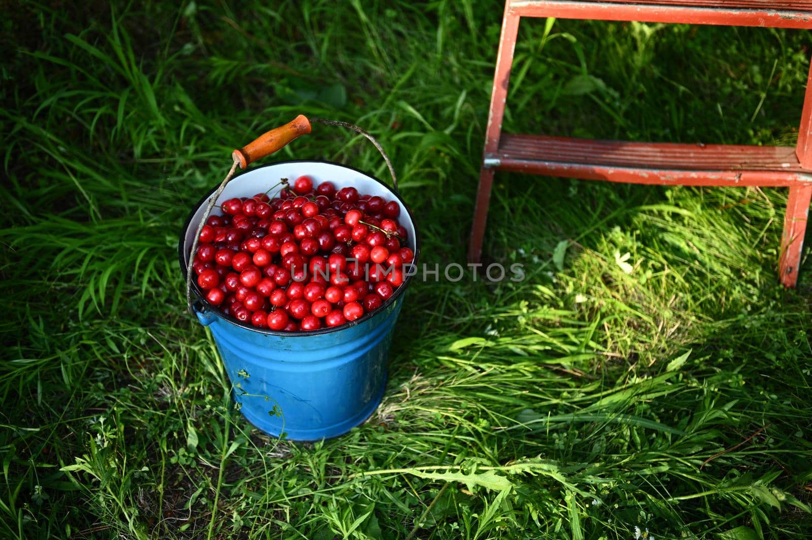 Cherry harvesting. Top view of blue metal bucket full of fresh cherries on the grass. Concept of healthy nutrition and vitamins