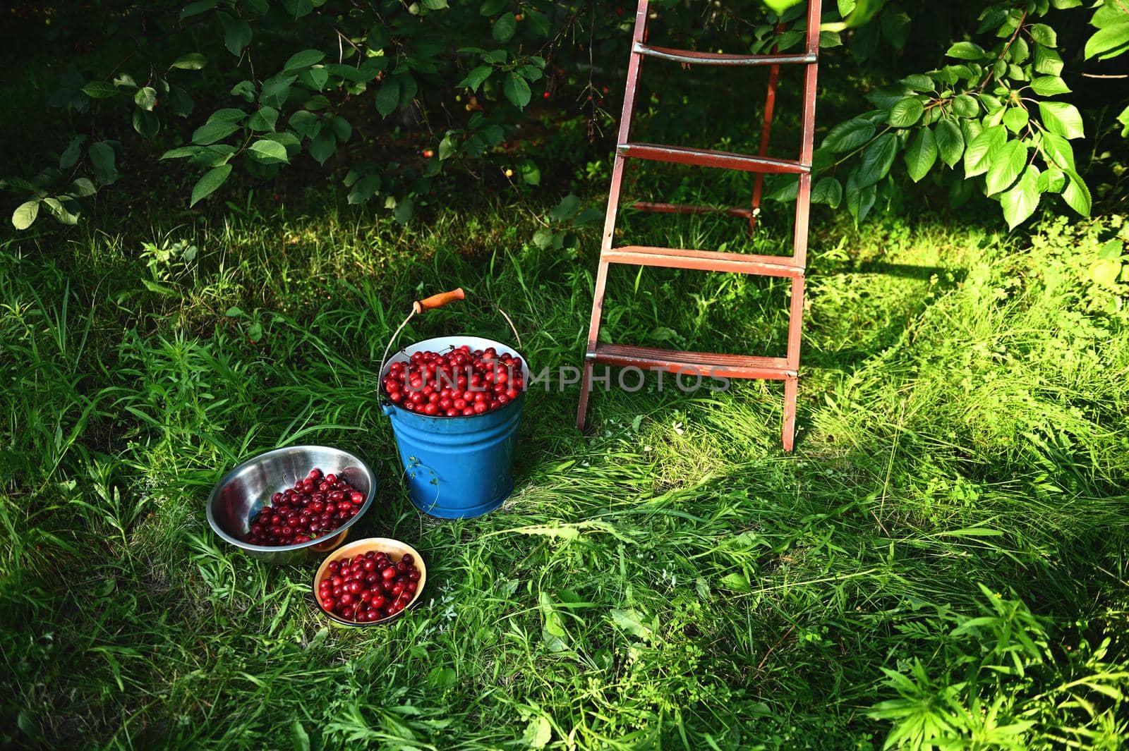 Harvesting cherries. Bucket and bowls of freshly picked cherries on the background of old ladder on green grass in orchard. Collection of cherry