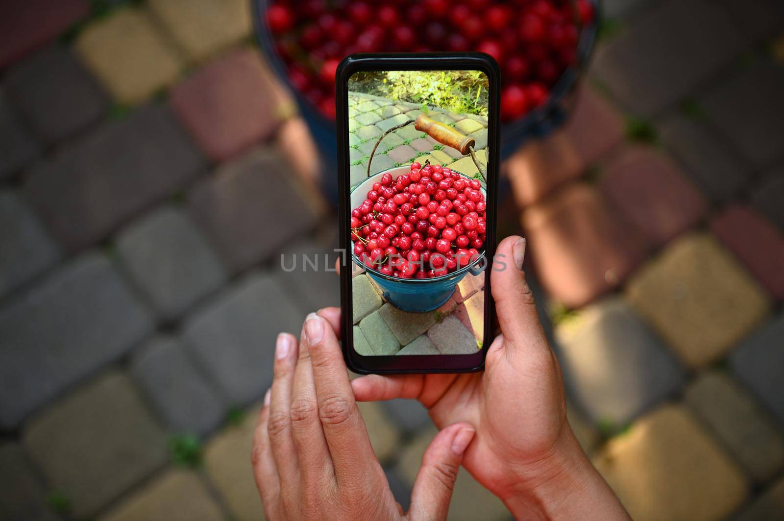 Mobile phone in live view. Smartphone in female hands photographing the harvest of cherries in a blue metal bucket by artgf