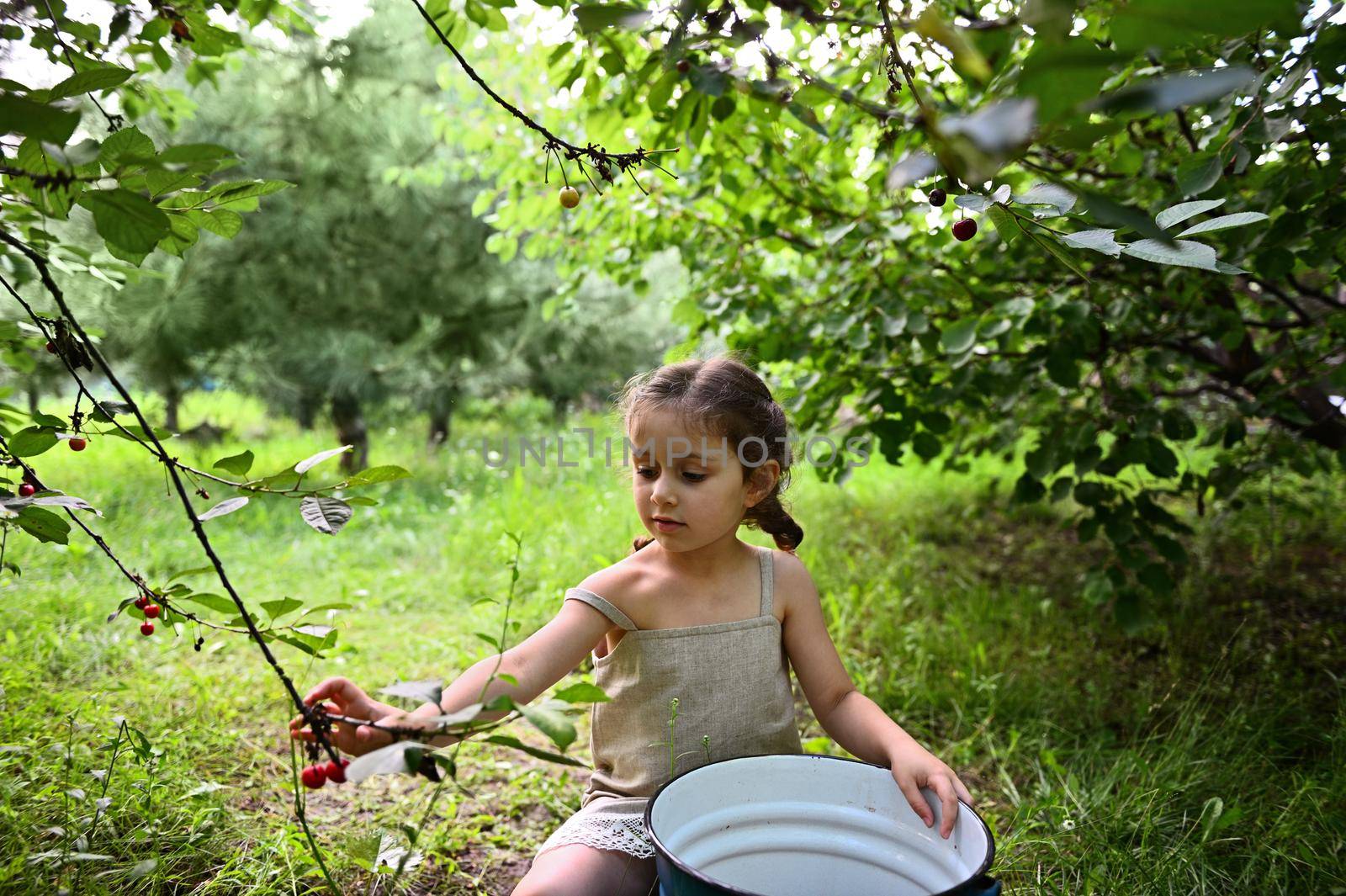 A beautiful girl with two pigtails dressed in a linen dress sits with a bucket and collect cherries in a orchard country house