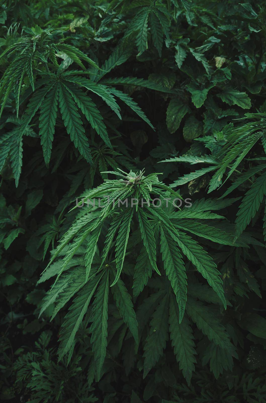 Close-up plantation wildly growing cannabis in nature. Growing cannabis. Hemp plant growing wild by artgf