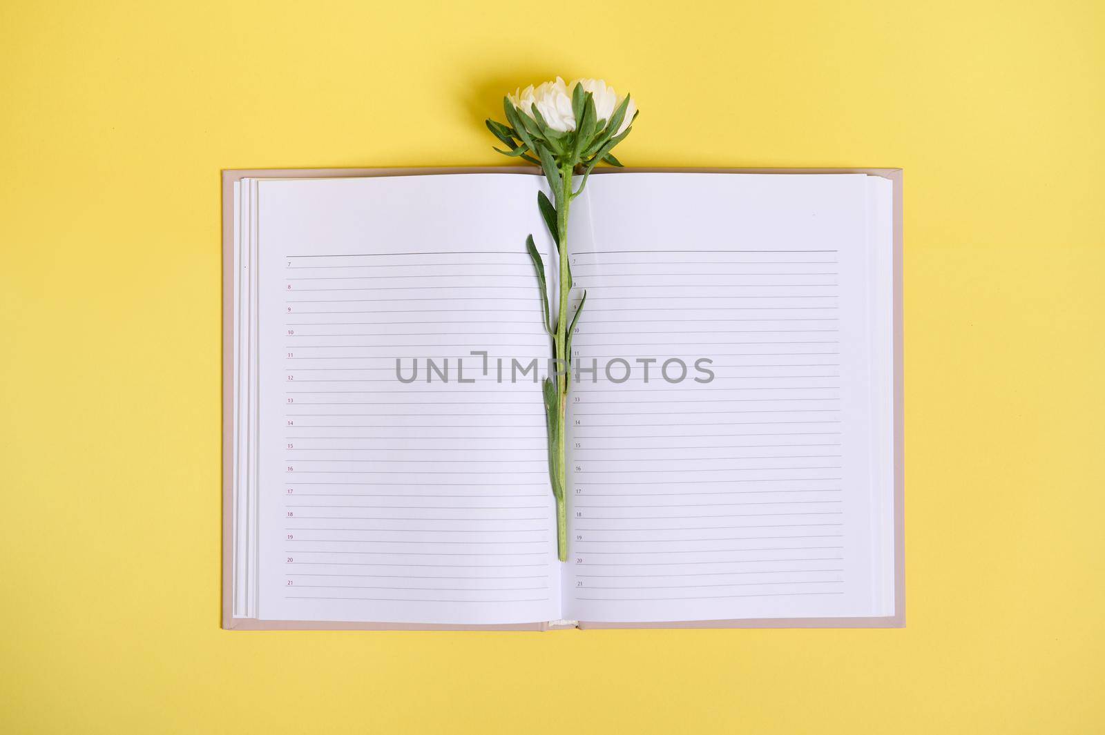 Delicate autumn aster flower in the middle of an open organizer with clean blank white sheets with copy space. Flat lay composition on yellow background by artgf