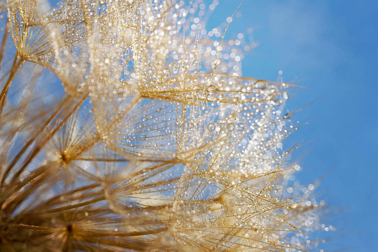 Macro shot of dandelion with water drops. Nature background with dandelions