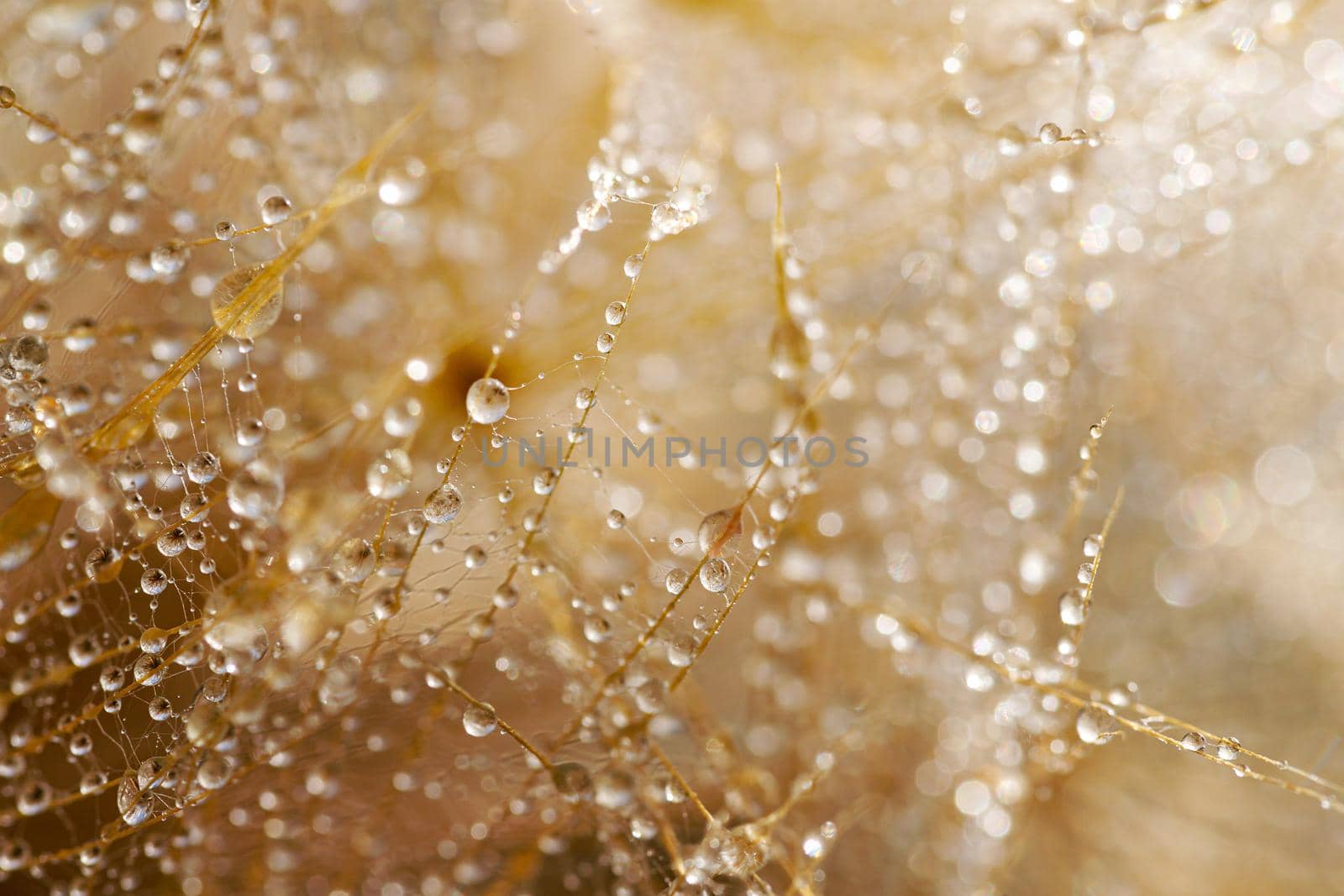 Macro shot of dandelion with water drops. Nature background with dandelions