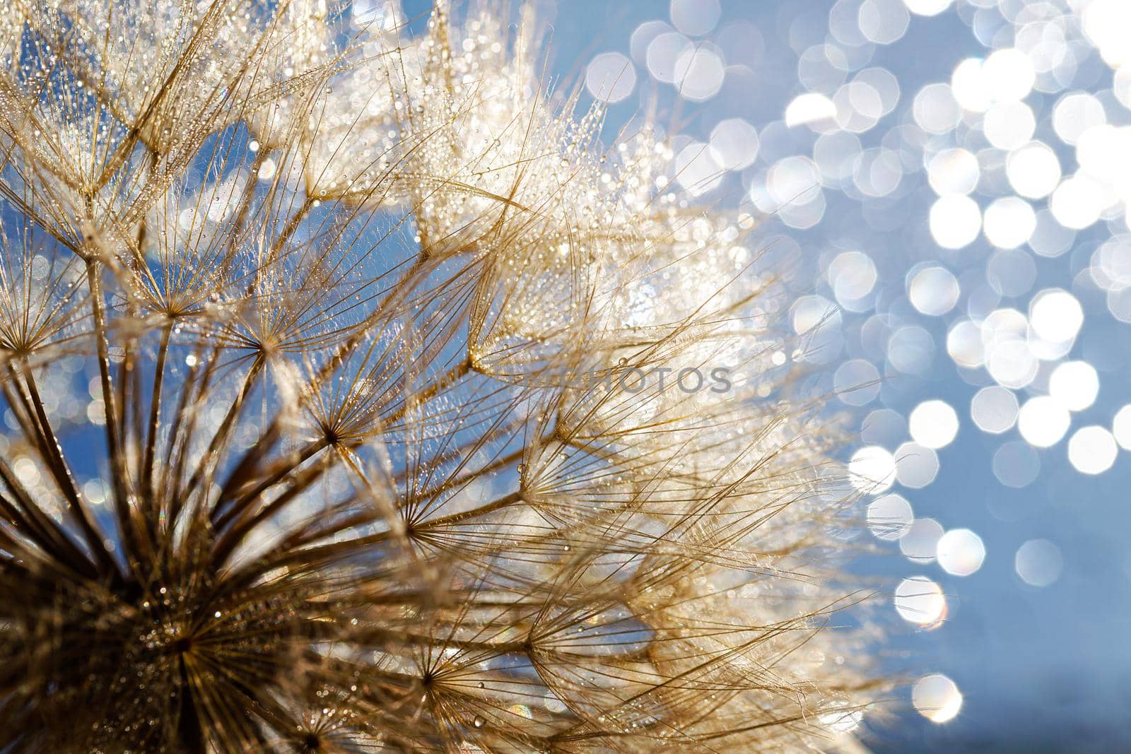 Macro shot of dandelion with water drops. Nature background with dandelions