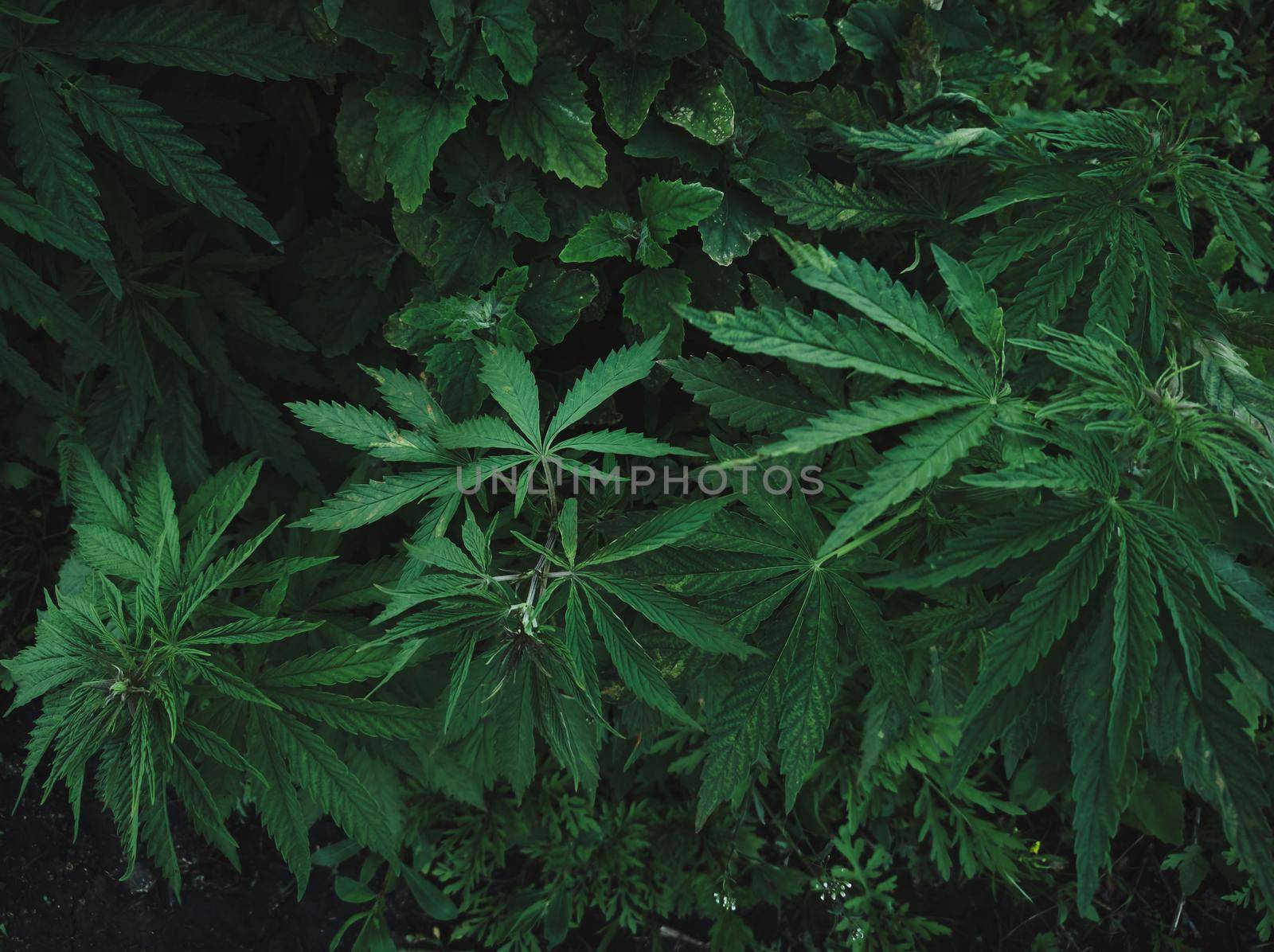 High angle view of hemp plant growing wild. Field hemp growing in the wild. Industrial Cannabis sativa.