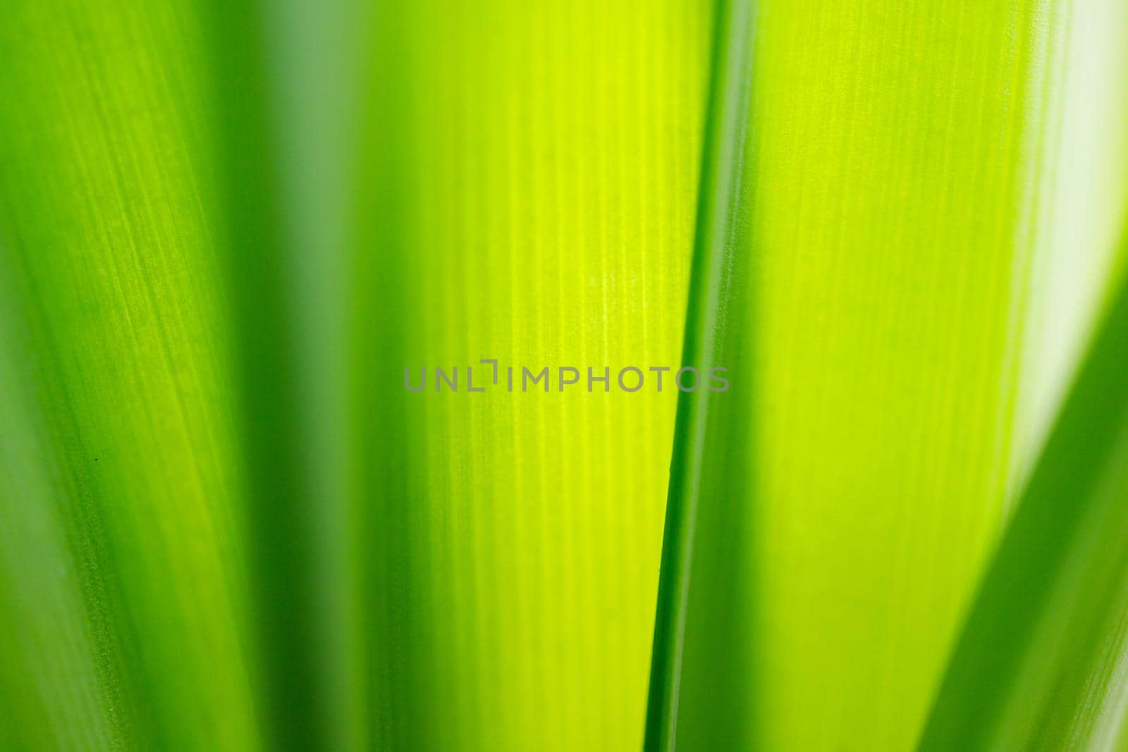 Close up shot of a green leaf background