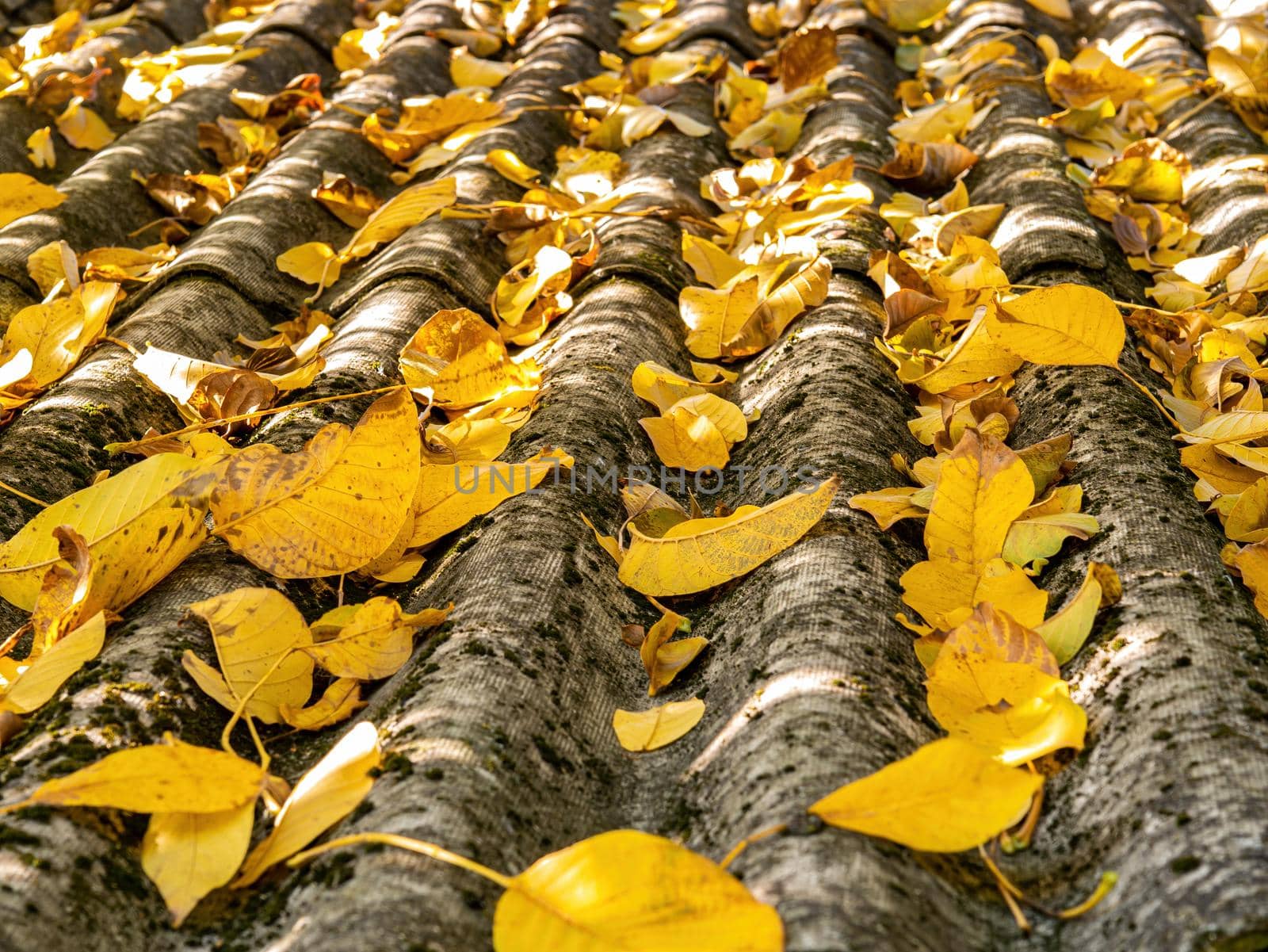 The slate roof of the house in the fallen autumn yellow leaves of the tree. Slate roof. Private house. Autumn season. Yellow leaf of a tree. background image.