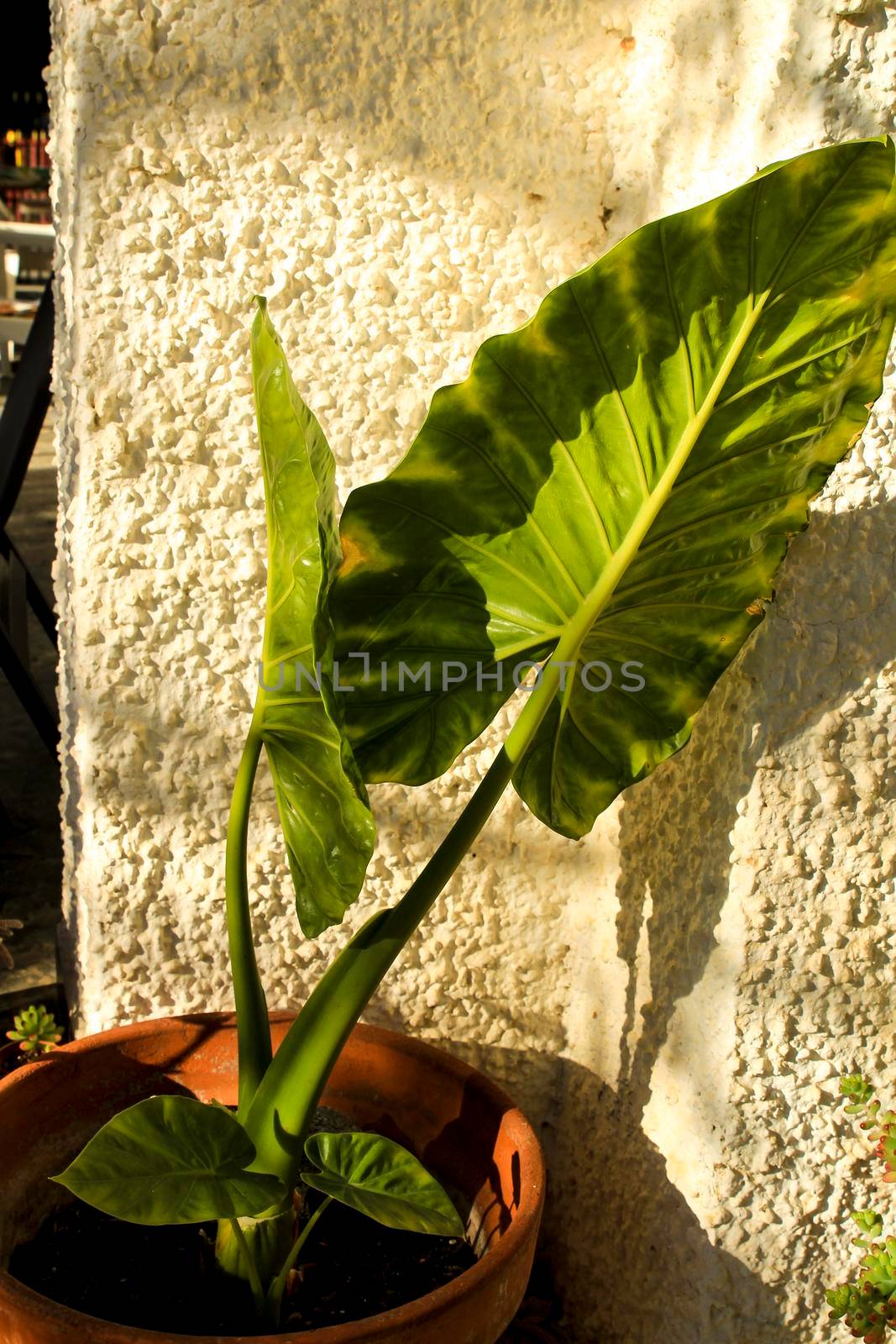 Colocasia Esculenta plant in the garden by soniabonet