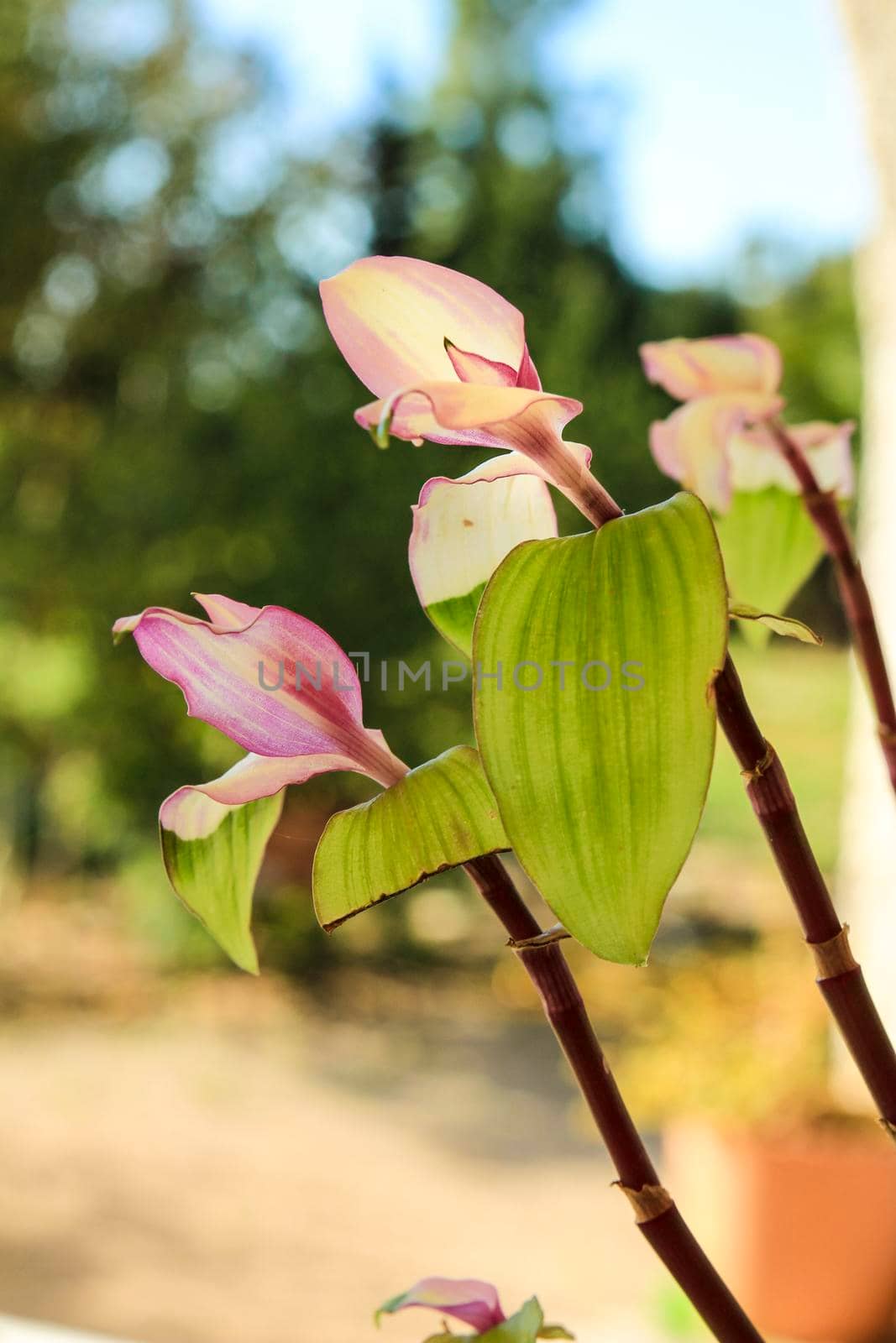 Beautiful Tradescantia Fluminensis plant in the garden in Spain