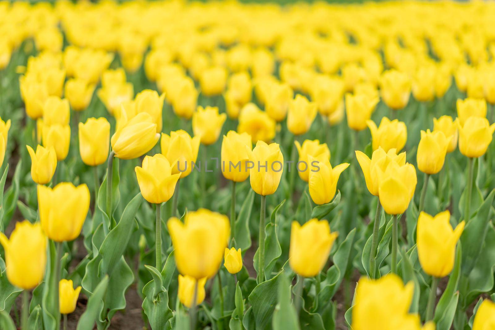 Yellow flowers background outdoor Spring season flowers Selective focus