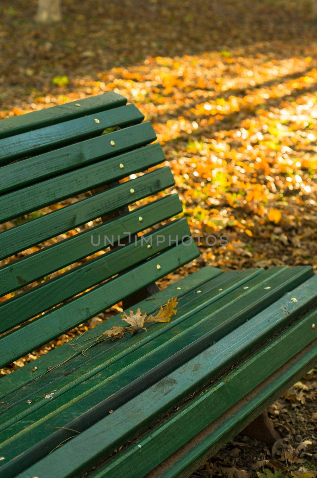 Old wooden bench with no people in the bright autumnal park