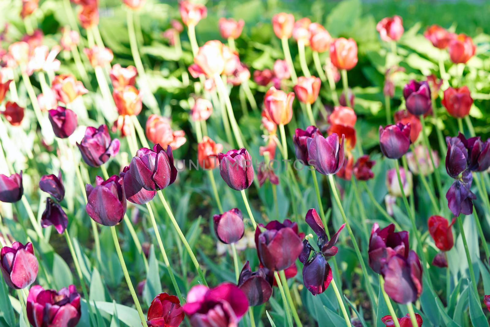 Bright flowers of tulips on a tulip field on a sunny morning, spring flowers tulips