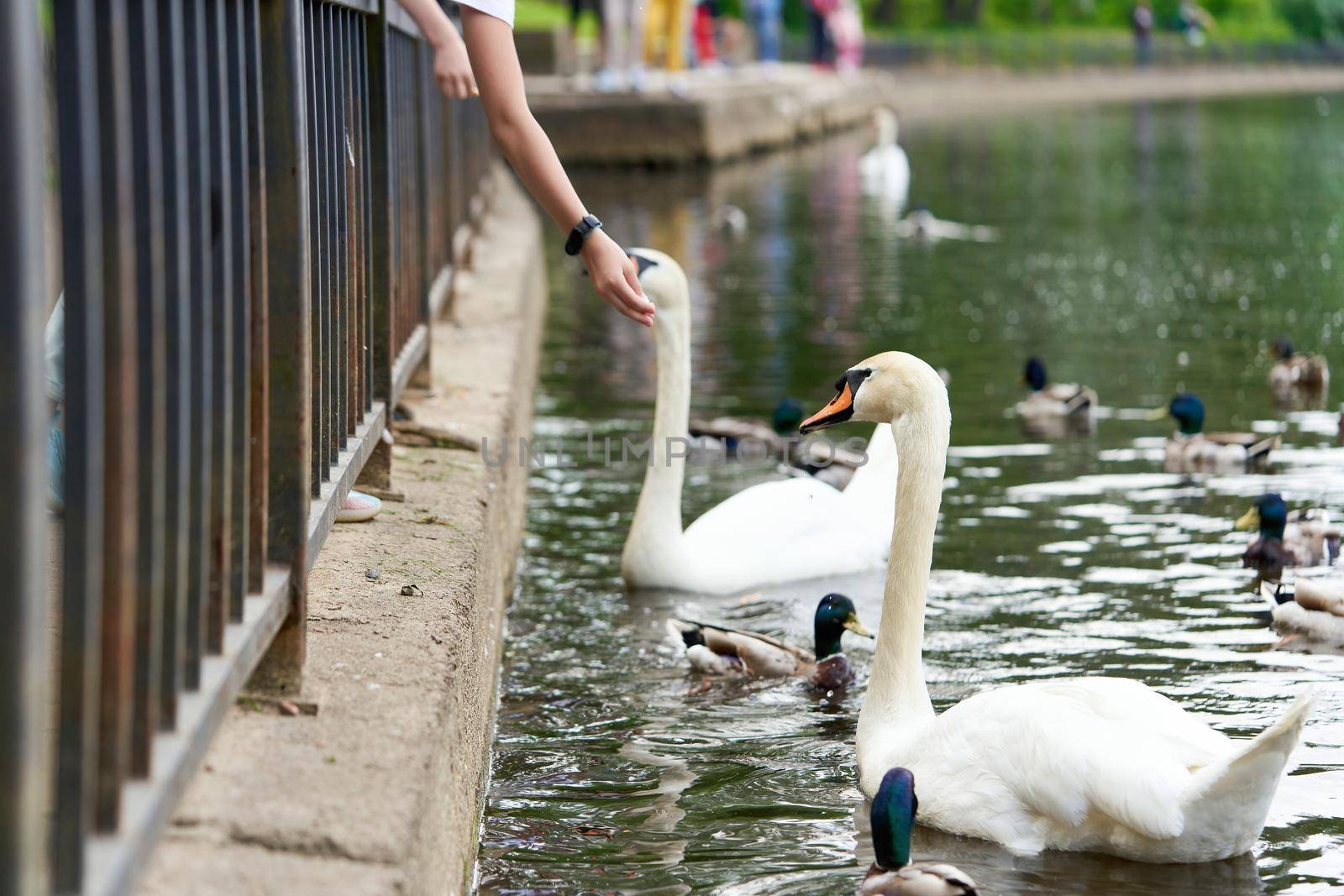 White swan with a long neck and a red beak eats food from hands. Close up