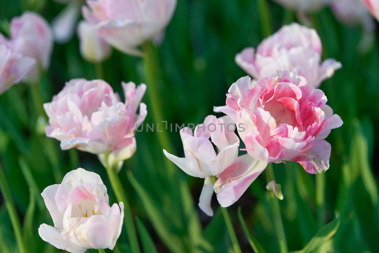 Bright flowers of tulips on a tulip field on a sunny morning, spring flowers tulips