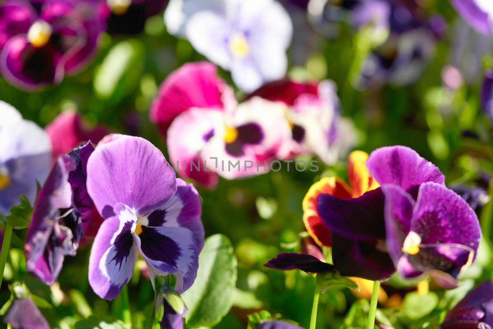 Multicolored pansy flower plant natural background, summer time. Close up