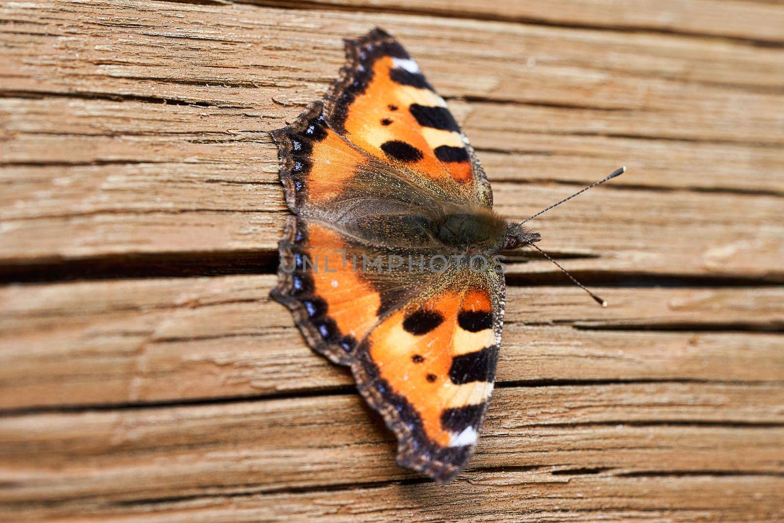 Orange butterfly with open wings on a wooden background. Butterfly close up