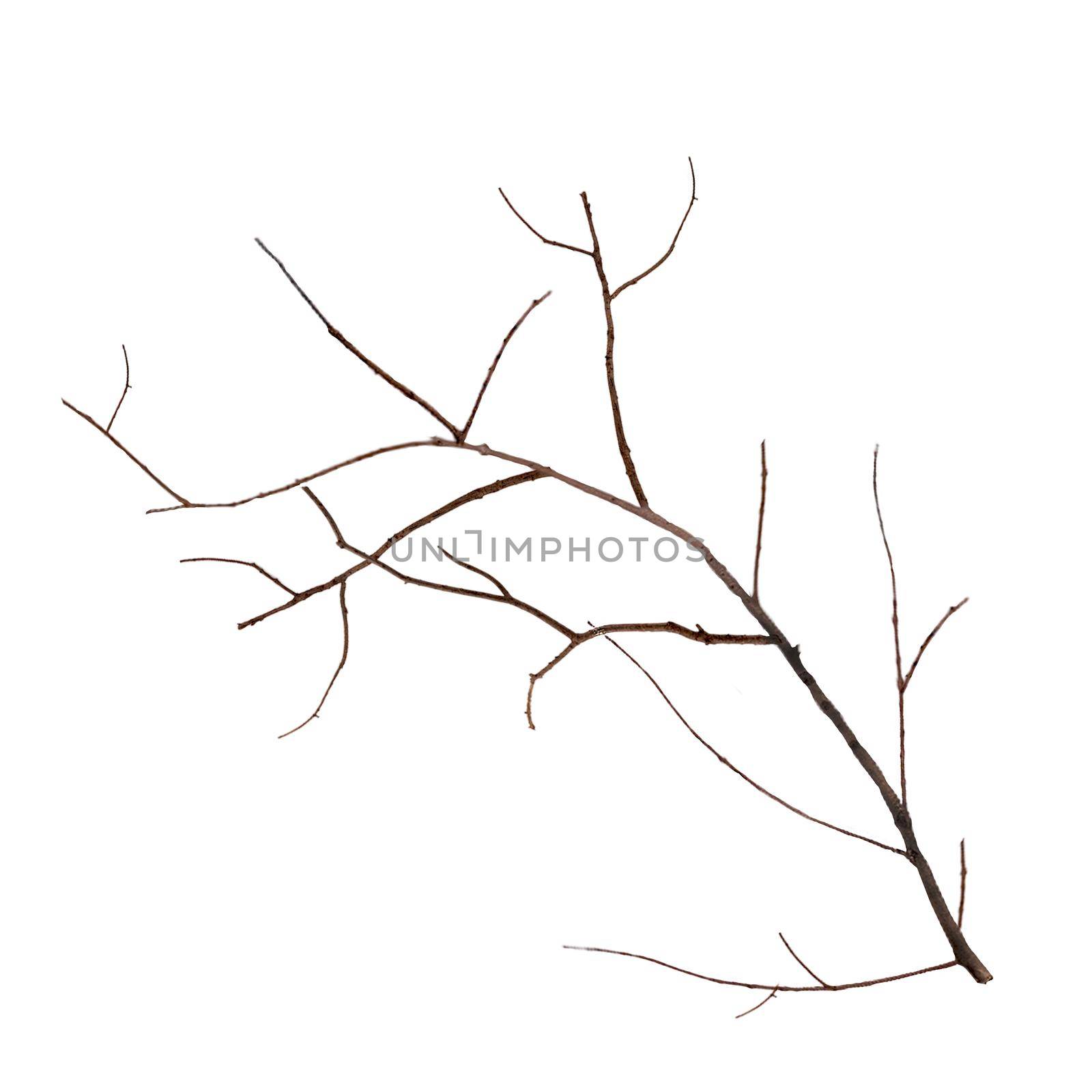 The dry part of the branch is isolated on a white background by Mastak80