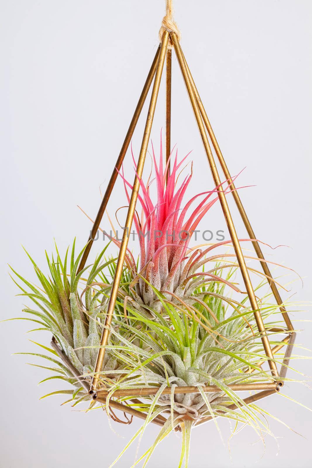 Tilandsia ionantha Airplant suspended in metal wire geometric terrarium on white background by igor_stramyk