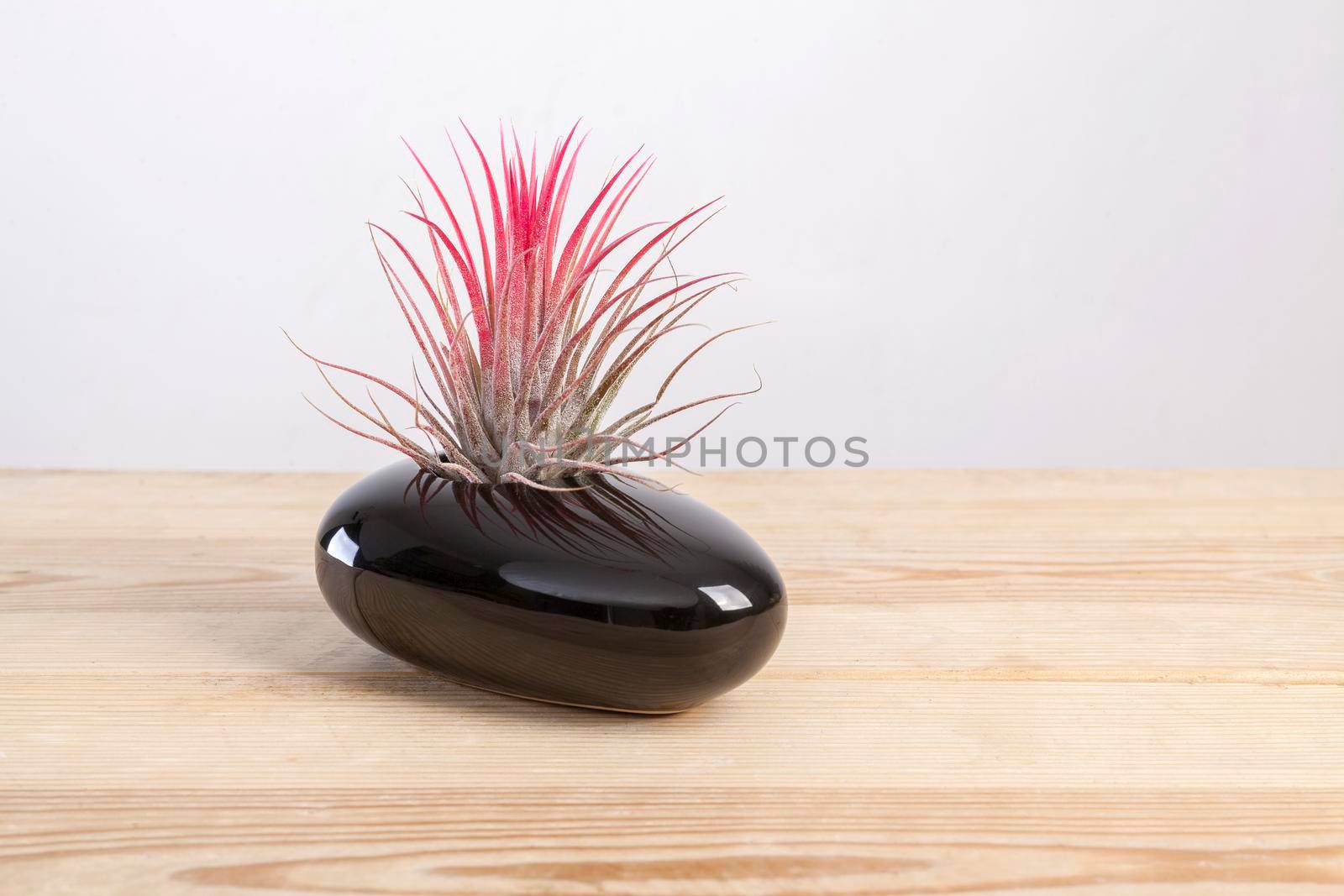 Tilandsia ionantha Airplant in elegant black pot on wooden table by igor_stramyk