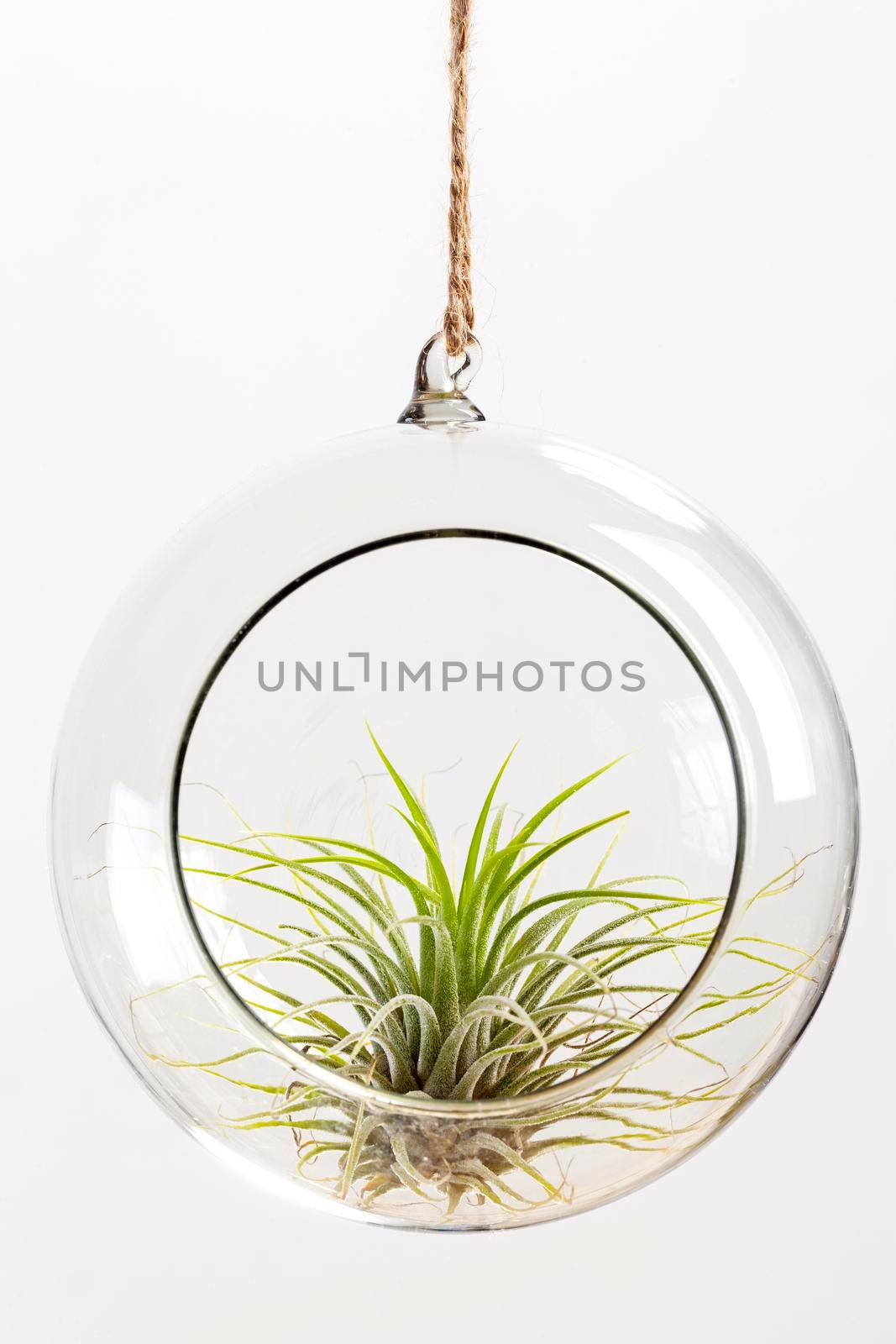 Green Tilandsia ionantha Airplant suspended in glass terrarium on white background by igor_stramyk