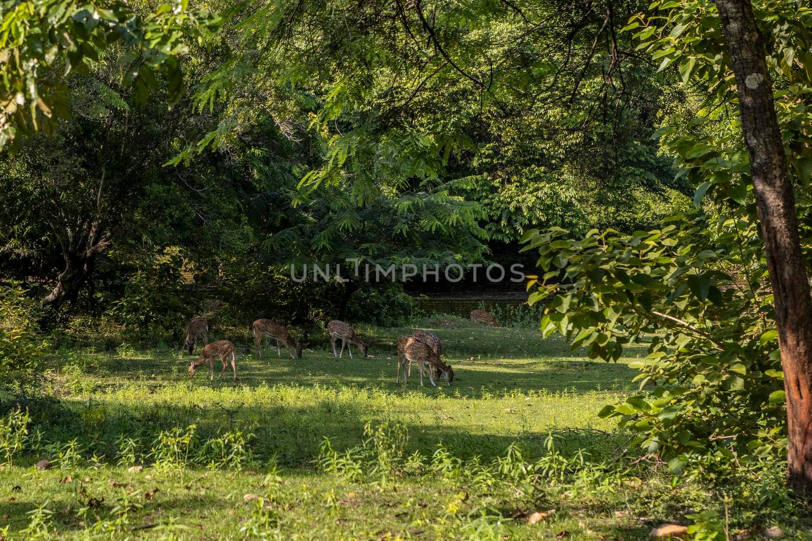 Sri Lanka. The ancient city of Polonnaruwa. Bambi deer graze in a tropical green forest on a clear sunny day against the background of trees. High quality photo