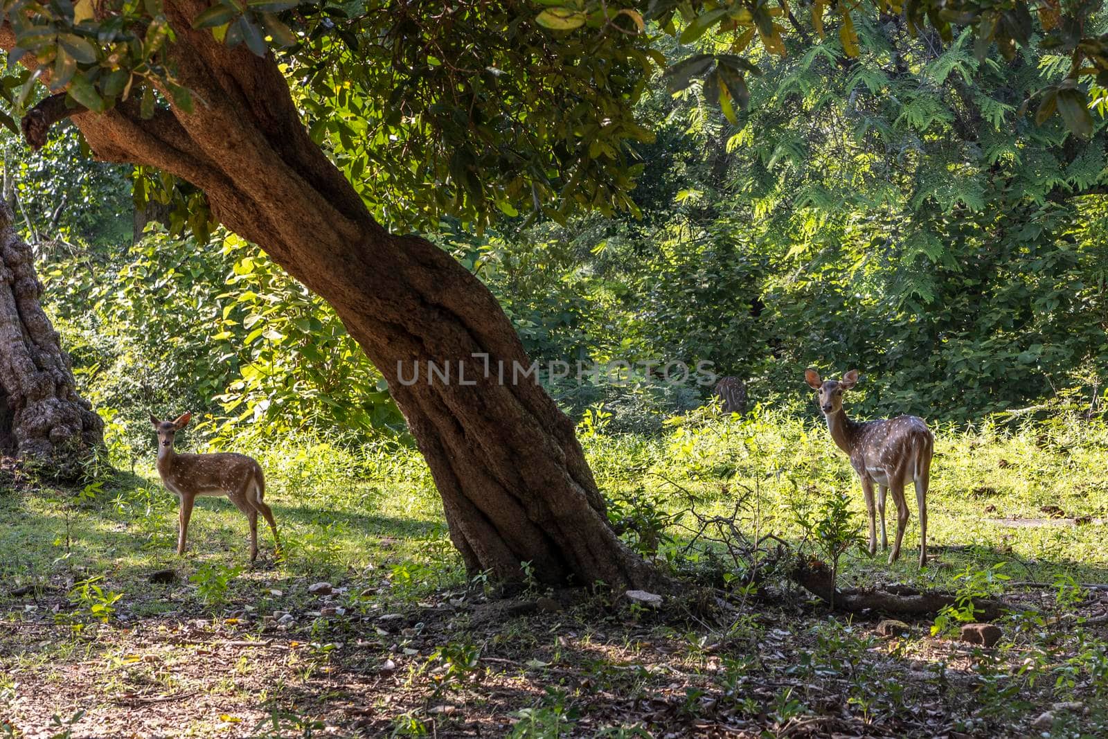 Sri Lanka. The ancient city of Polonnaruwa. Bambi deer graze in a tropical green forest on a clear sunny day against the background of trees. High quality photo