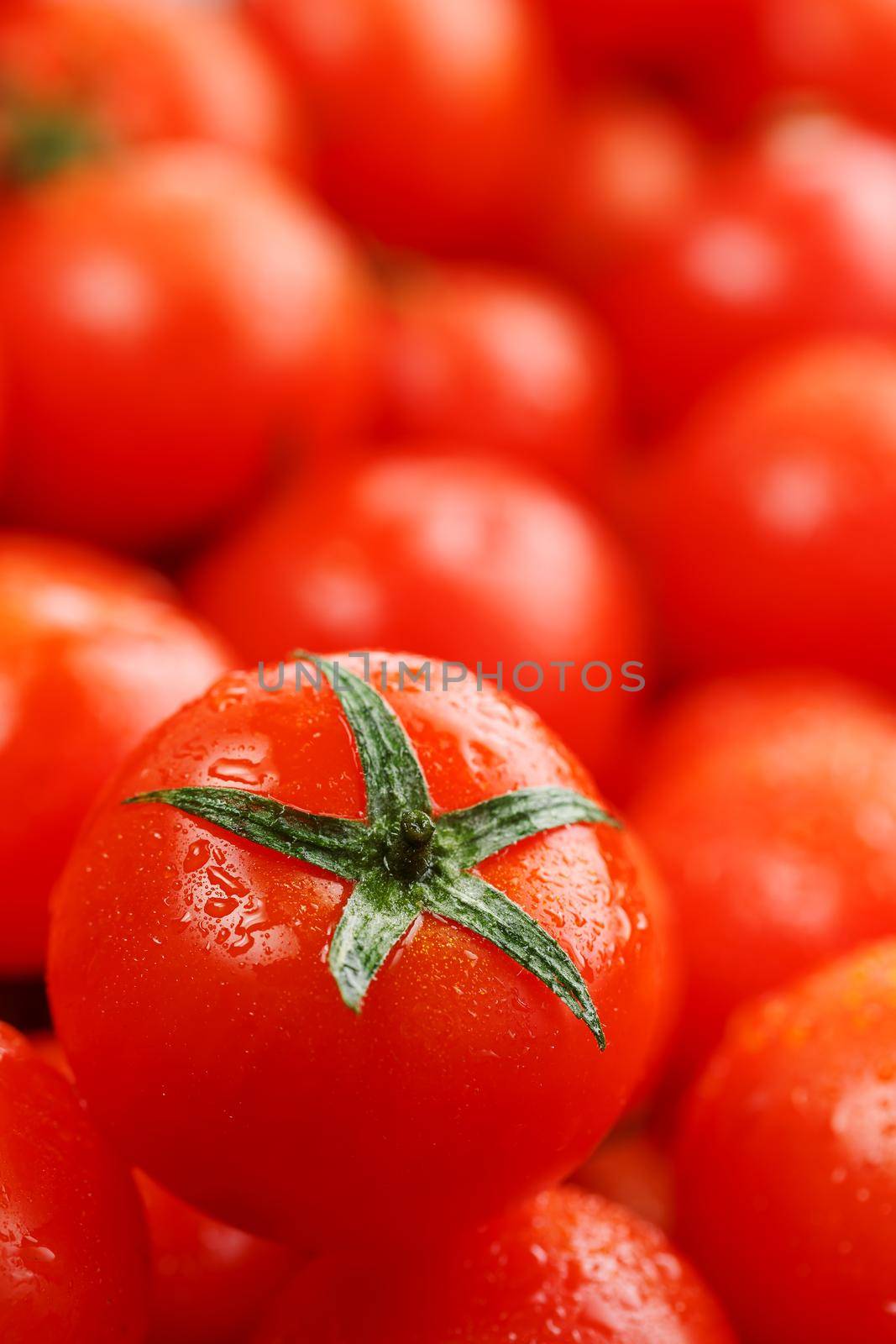 Lots of fresh ripe tomatoes with drops of dew. Close-up background with texture of red hearts with green tails. Fresh cherry tomatoes with green leaves. Background red tomatoes. Group of juicy ripe fruit.