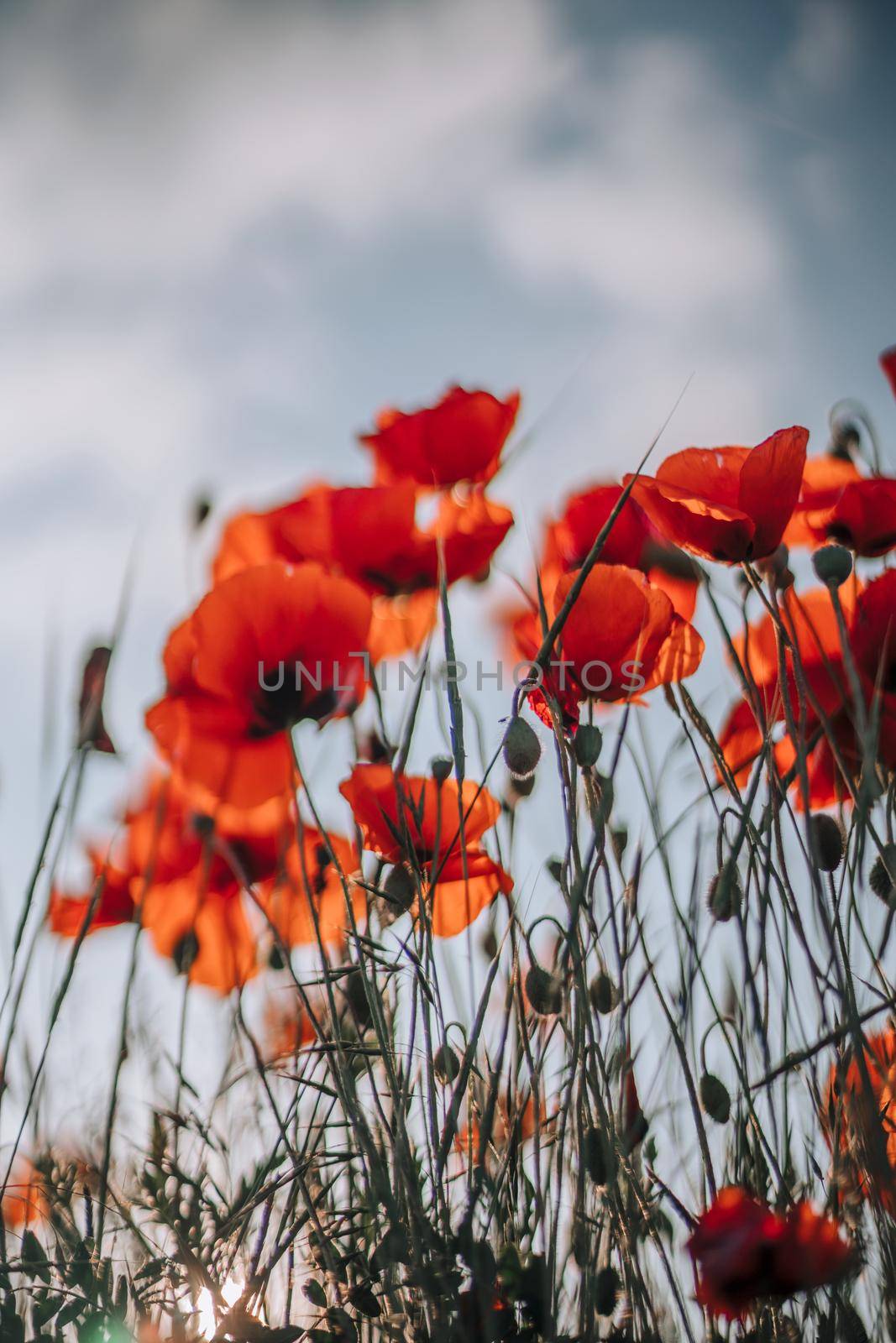 Poppy flowers meadow and nice sunset scene by Matiunina