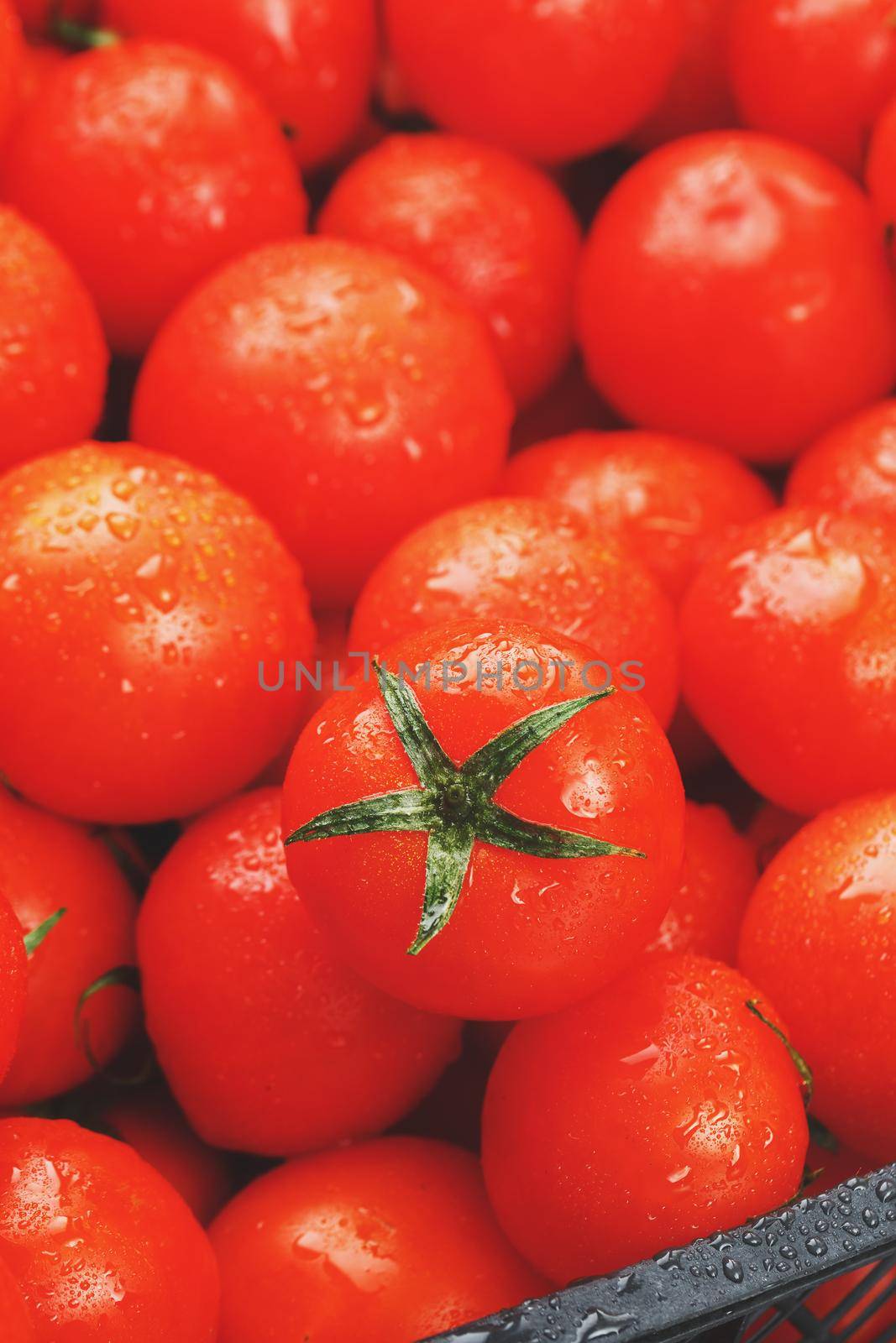 Lots of fresh ripe tomatoes with drops of dew. Close-up background with texture of red hearts with green tails. Fresh cherry tomatoes with green leaves. Background red tomatoes. Group of juicy ripe fruit. Vertical frame close-up