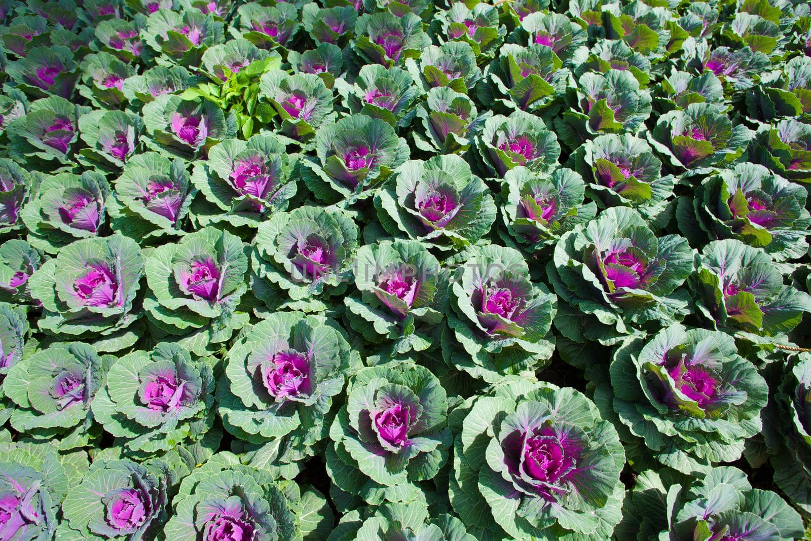 Green cabbage in rows