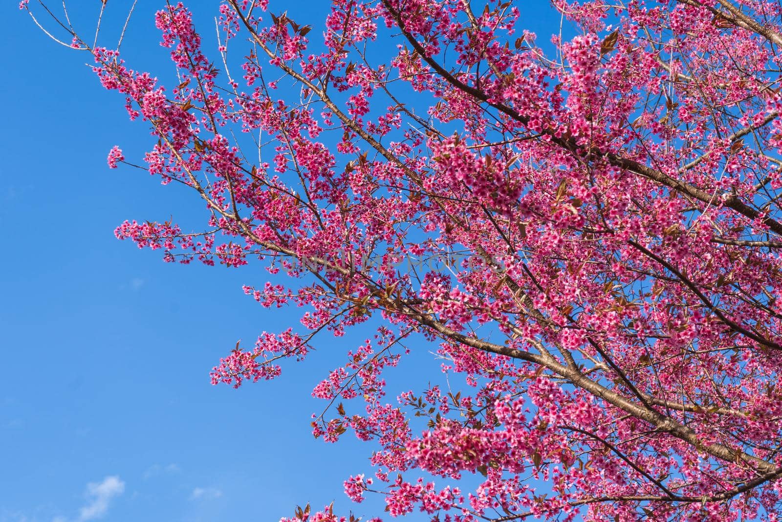 Pink flower blossom