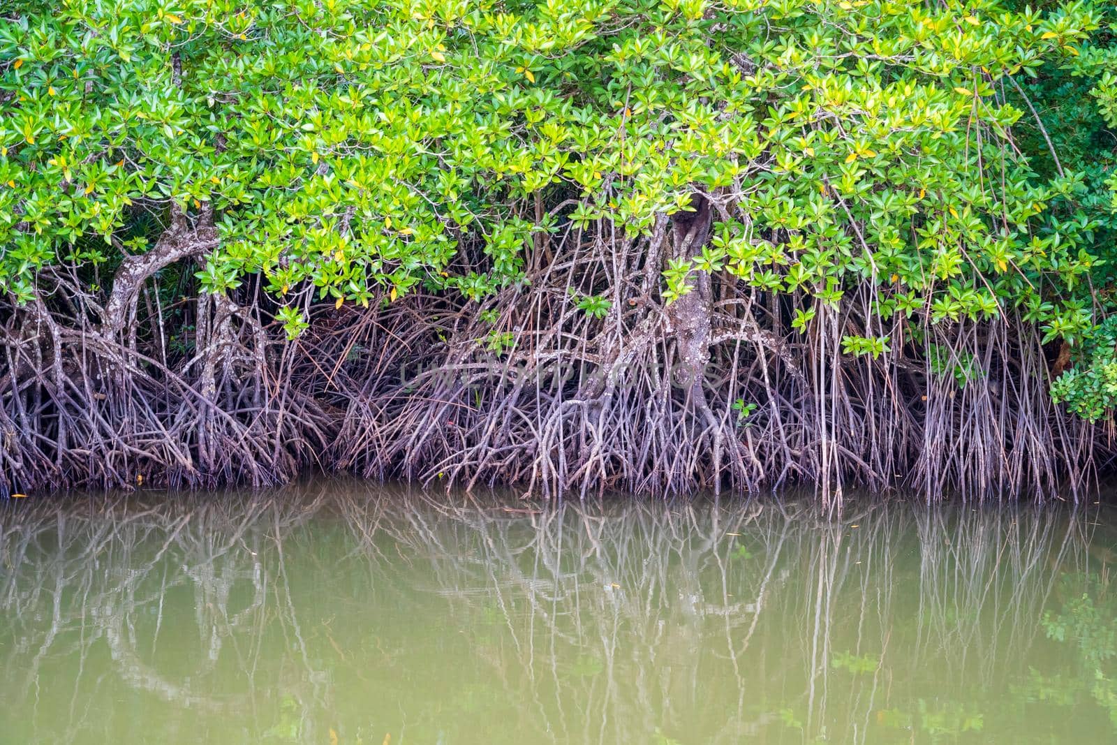 Mangrove background