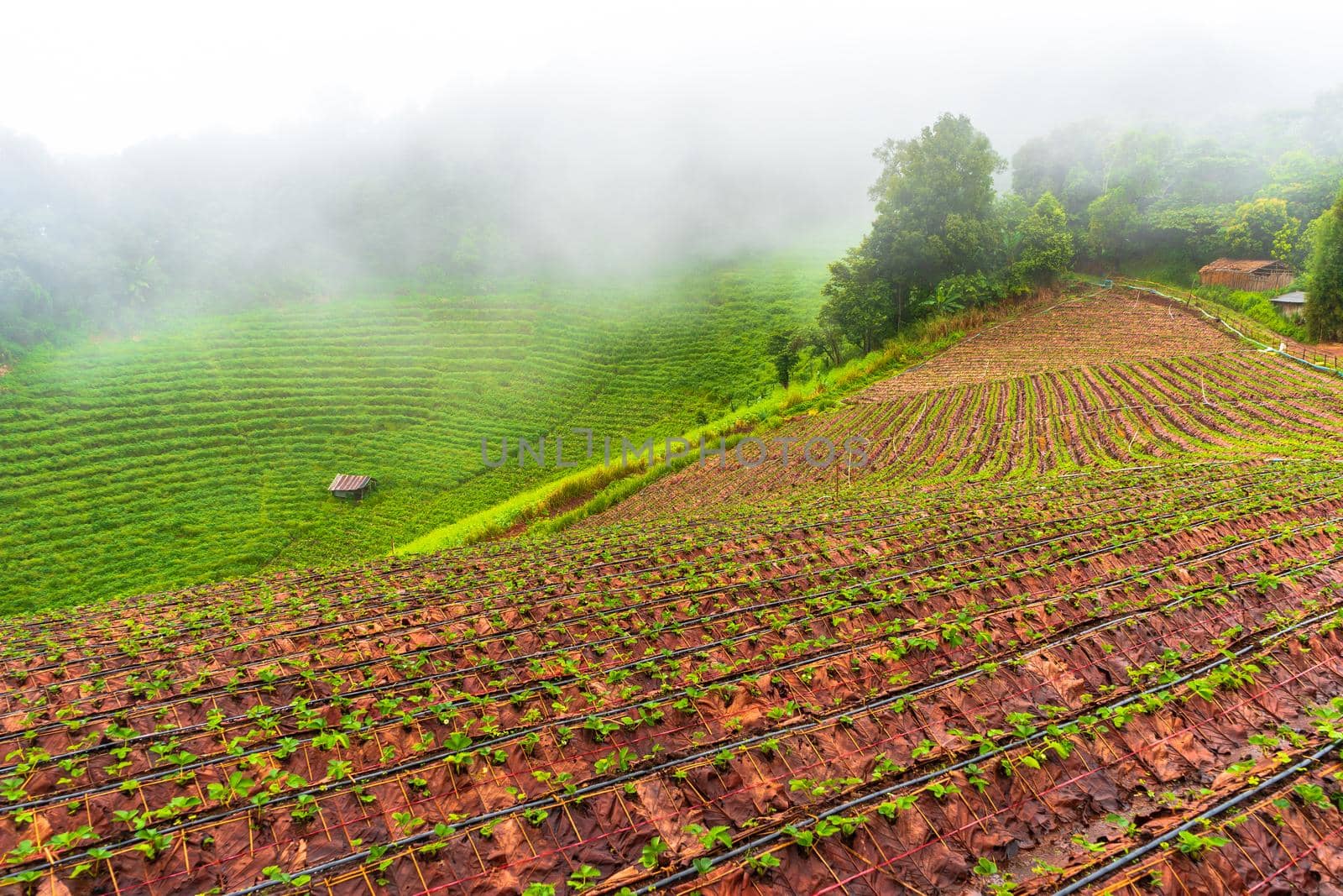 Rural scene photography