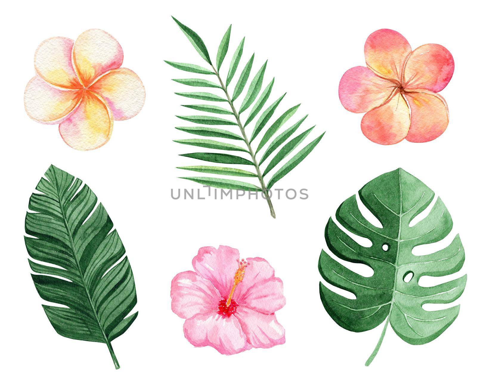 watercolor tropical leaves and flowers set isolated on white background. Color plumeria,pink hibiscus and monstera plants by dreamloud