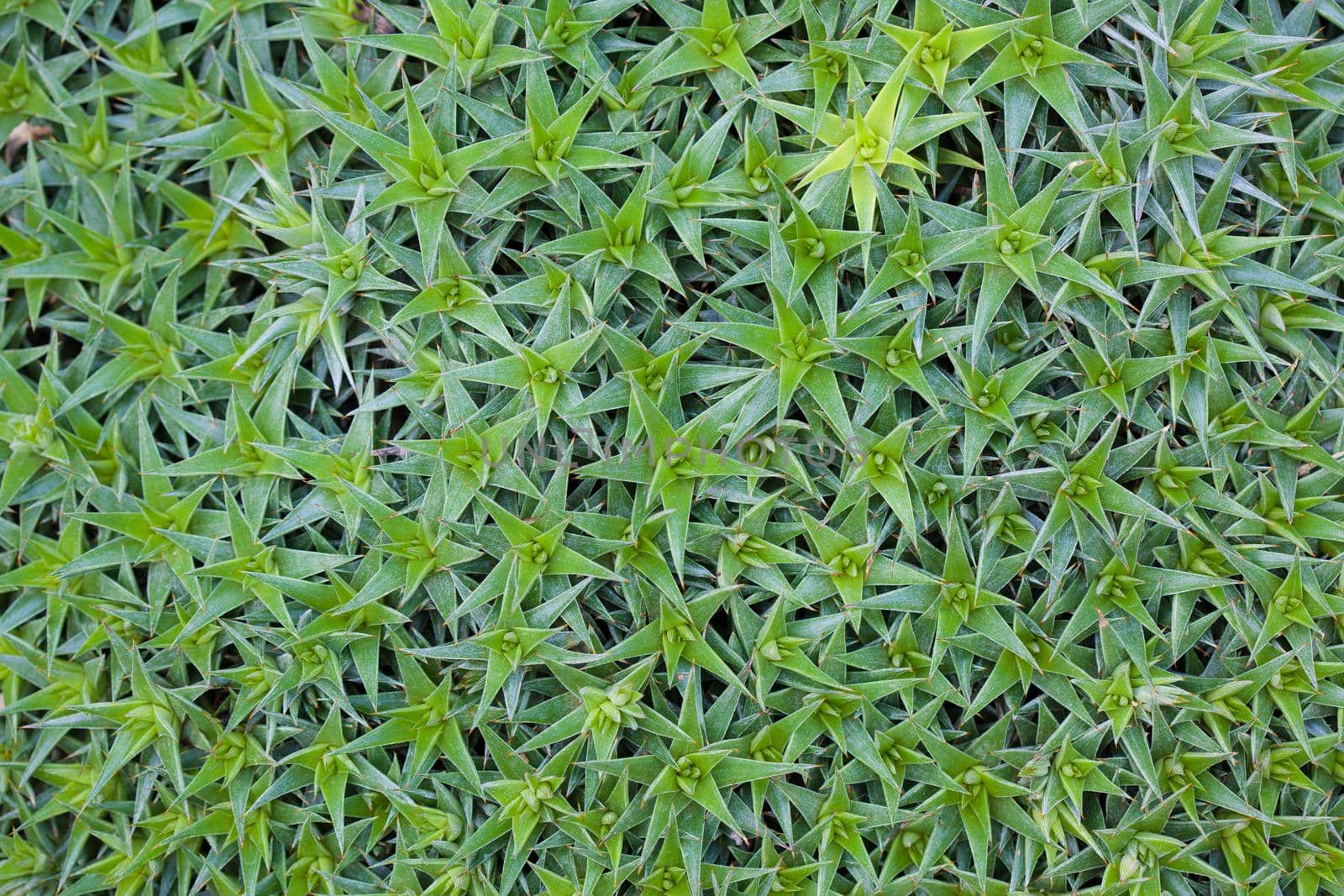 Green plant background