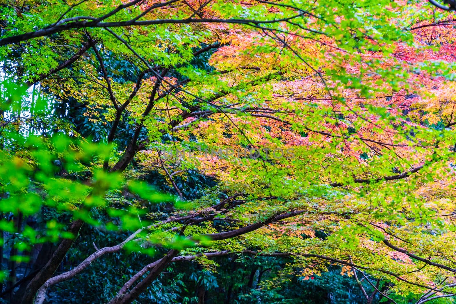 Autumn foliage season