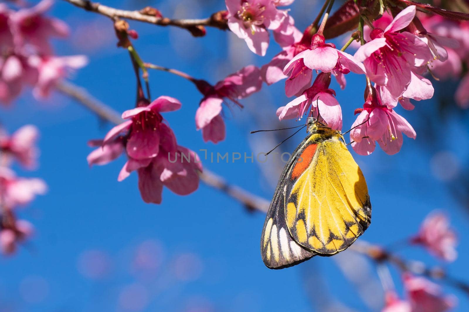 Butterfly and flower blossom