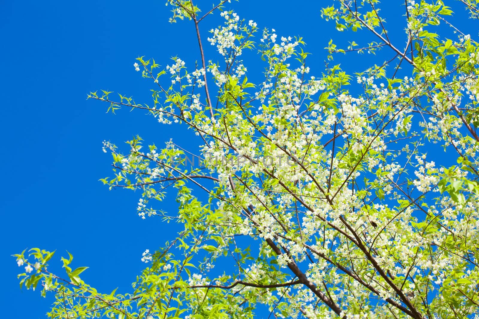 Flower blossom and blue sky