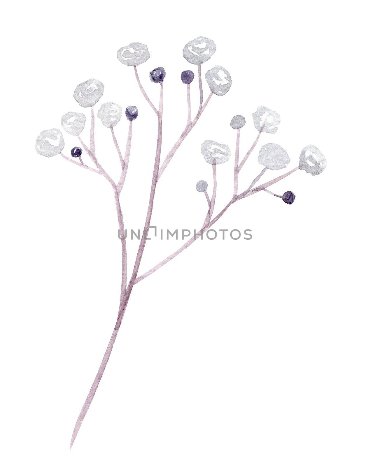 watercolor gypsophila white flowers branch isolated on white background