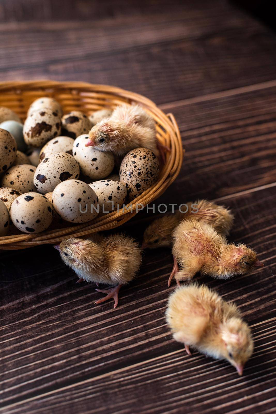 Newborn yellow baby chicks. The chick hatched from the egg. Chickens together with eggs background for poultry farm