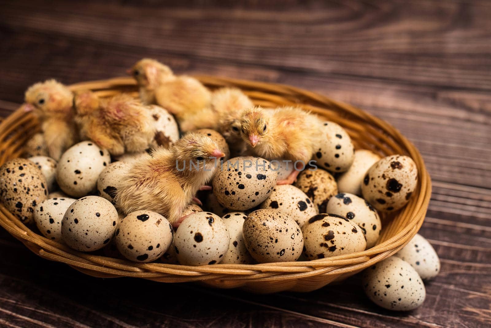 Chicken on quail eggs. rustic background.