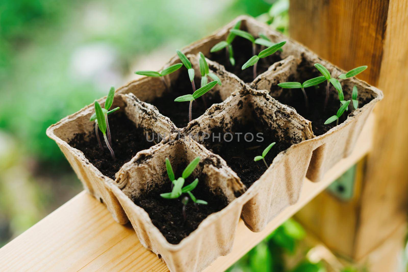 Tomato seedlings in peat pots. Sown tomatoes in cardboard peas with peat content.