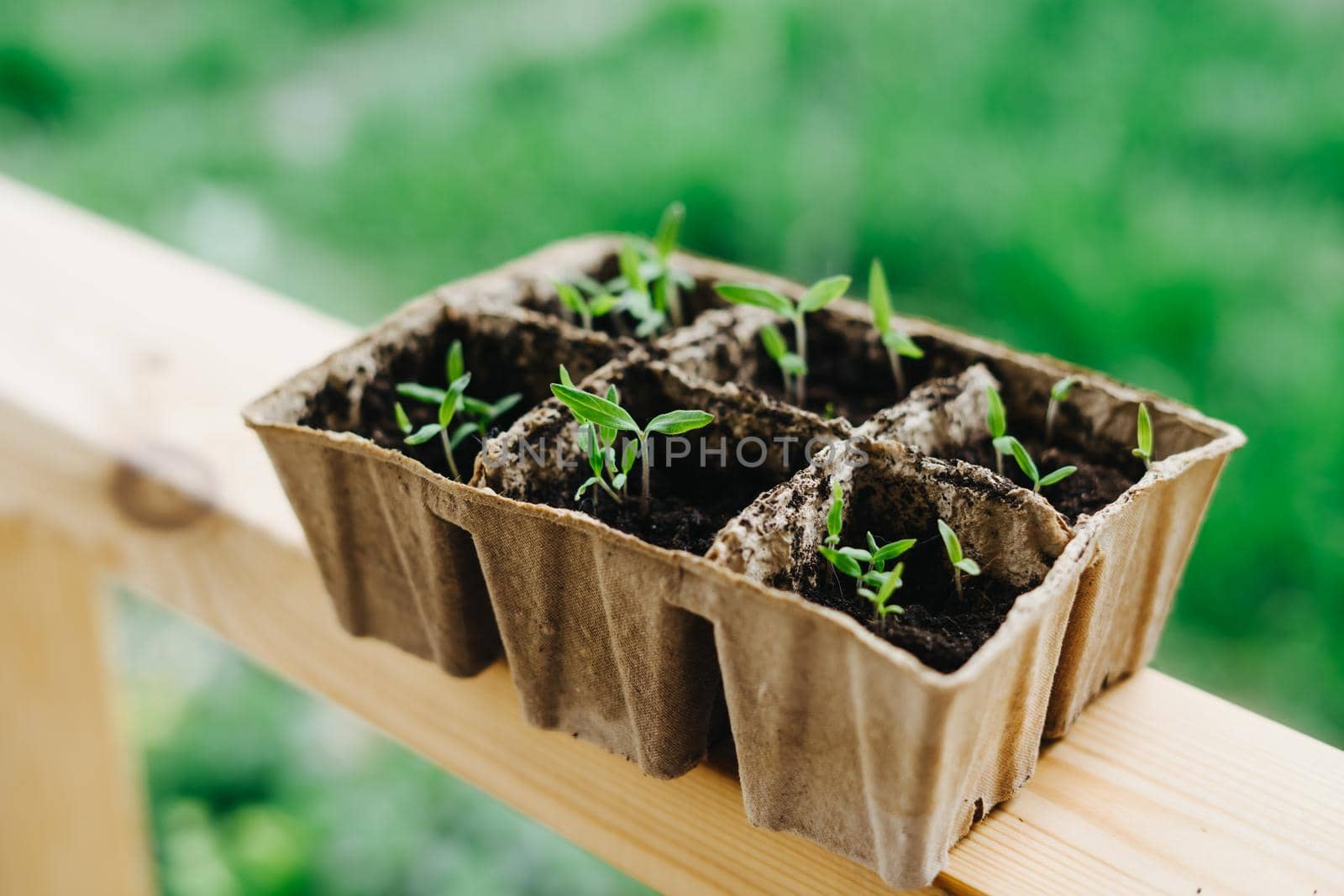 Tomato seedlings. Sown tomatoes in cardboard peas with peat content.