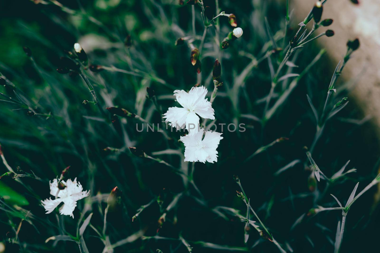 Flowering of white decarative cloves. Beautiful white flowers.