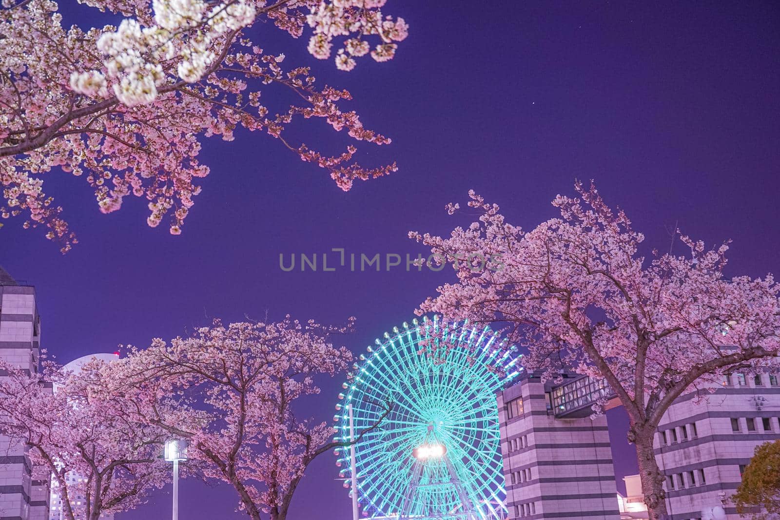 Cosmochrok and cherry blossoms (Yokohama Minato Mirai). Shooting Location: Yokohama-city kanagawa prefecture