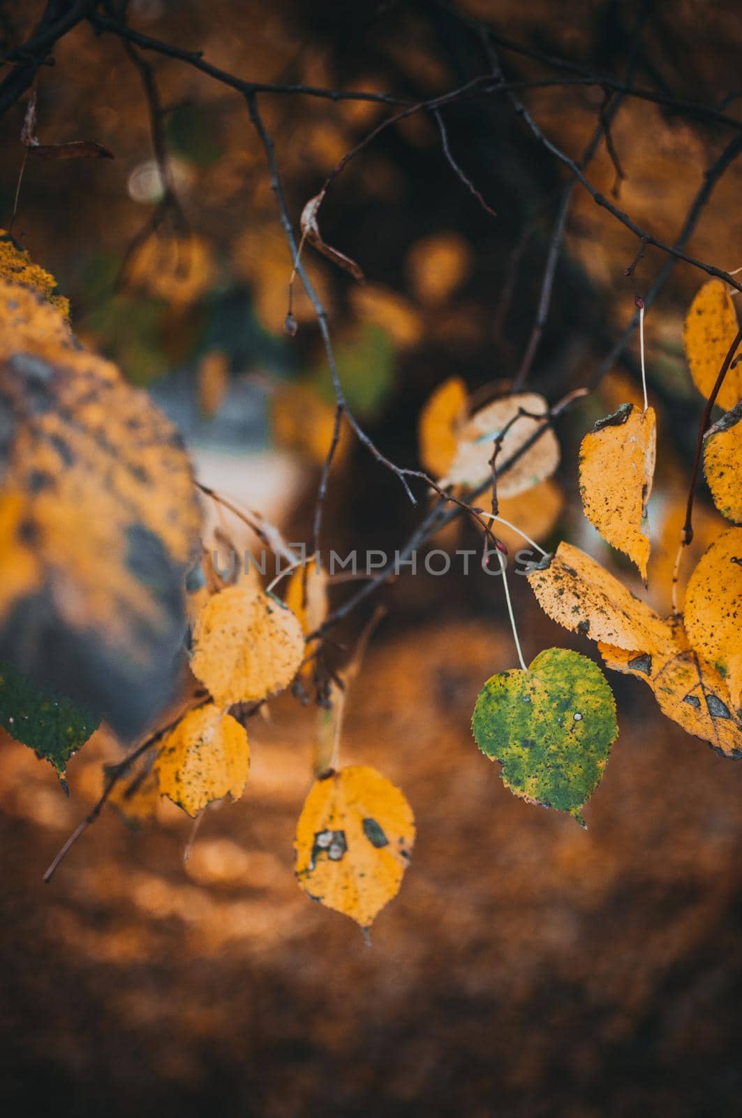 beautiful autumn leaves of yellow birch closeup. Autumn landscape background. Autumn abstract background with golden birch. Autumn nature forest background for design.