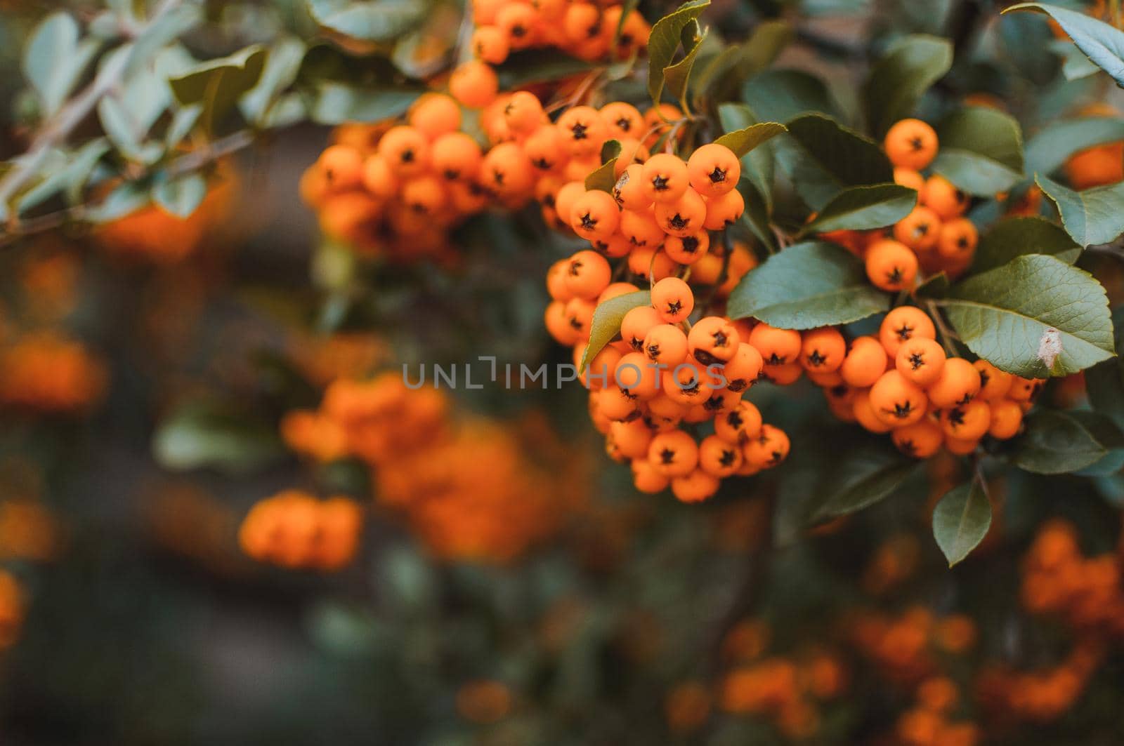 Autumn background with orange ripe sea buckthorn,Hippophae rhamnoides,seasonal garden plants for health. Sea buckthorn organic berries background.Template for design. Medical plant.Copy space.