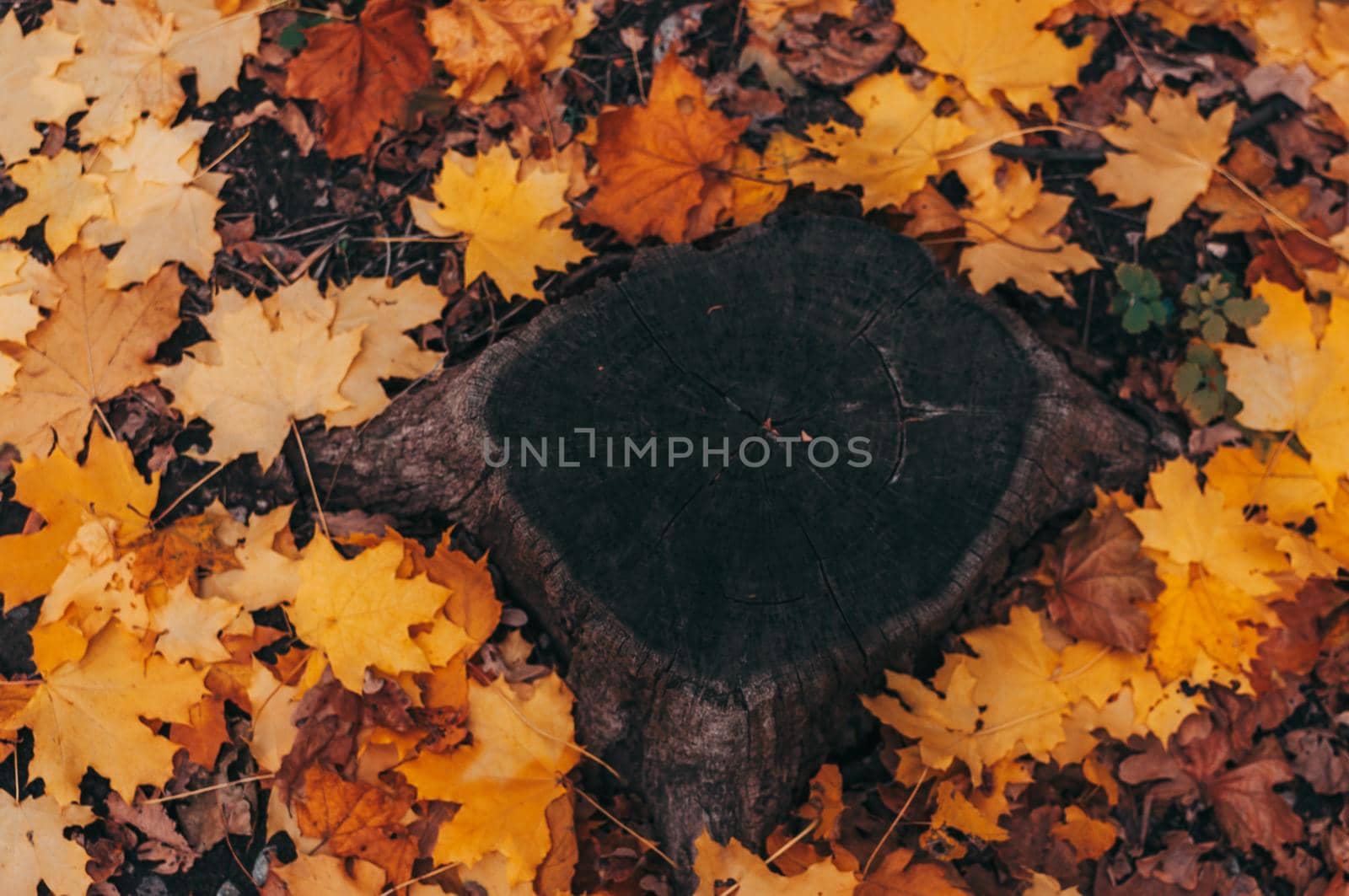 Hello October. Natural looking tree stump and yellow maple leaves in the autumn forest. Wooden stump with autumn leaves and forest on the background of nature. Template for design. Copy space